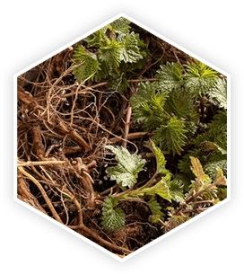 Nettle Root ingredient image